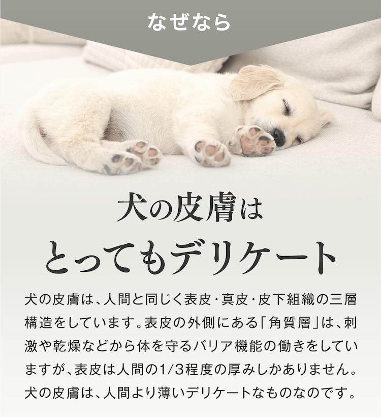 なぜなら、犬の皮膚はとってもデリケート