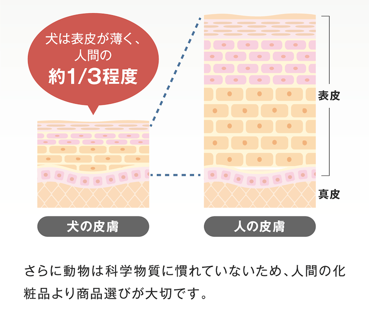 犬の表皮は薄く人間の約1/3程度